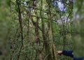Destruyeron estructuras clandestinas utilizadas para caza furtiva en Colonia Japonesa