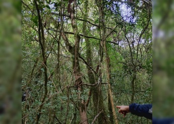 Destruyeron estructuras clandestinas utilizadas para caza furtiva en Colonia Japonesa