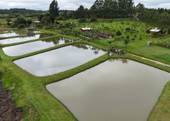 Fiesta del Pescado de Cultivo: habrá jornada dinámica en el Campo Santa Evelyn