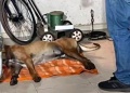 Investigan la muerte de un perro y secuestraron un rifle de aire comprimido