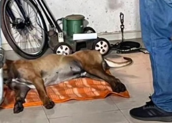 Investigan la muerte de un perro y secuestraron un rifle de aire comprimido
