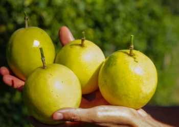 Almafuerte se consolida como polo misionero de frutas tropicales