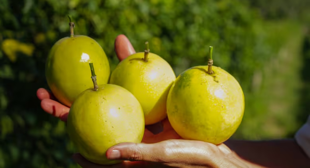 Almafuerte se consolida como polo misionero de frutas tropicales