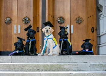 Educa a tu cachorro