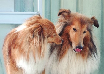 Los perros hablan, para quienes saben observarlos