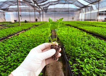 Completan la entrega de 100.000 plantines de menta piperita con destino exportador