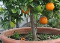 Naranjos en maceta: una alternativa productiva para hogares y chacras