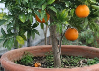 Naranjos en maceta: una alternativa productiva para hogares y chacras