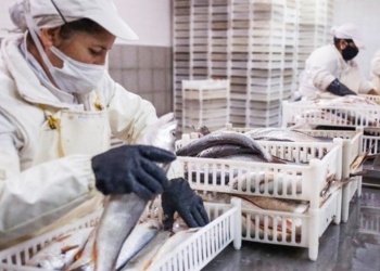 Establecen nuevas condiciones para exportaciones de pescado desde Argentina