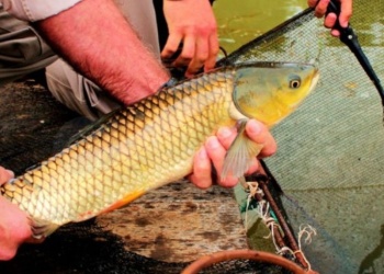 Apóstoles: la cría de peces gana terreno ante la baja rentabilidad de cultivos tradicionales