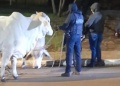 Atrapan a un cuatrero arreando el ganado robado