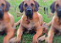 “Preguntó si ya había muerto el perro y dijo que tenía una bala para mi marido”