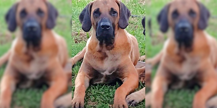 “RUDO”. El perro raza Fila fue atacado dos veces por el vecino, según la denuncia.
