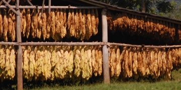 TABACO. El acopio entra en su recta final en la tierra colorada.