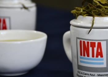 Aportes para el desarrollo del té de especialidad en Misiones