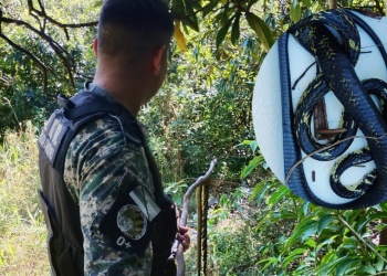 Rescatan y liberan una víbora hallada en una vivienda de Colonia Roca Chica