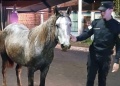 Robó un caballo en el barrio A-4, huyó a galope y terminó detenido tras caer en la fuga