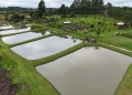 Cada vez más chacras suman peces para generar ingresos