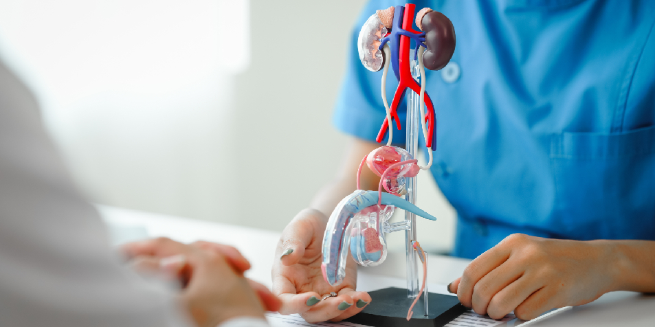 Día Mundial de la Próstata: destacan la importancia de los controles para detectar a tiempo el cáncer más frecuente en hombres