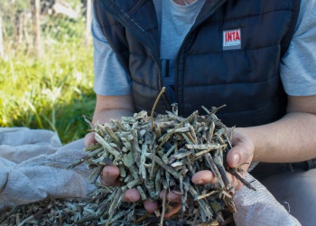 El potencial de los palitos de yerba para producir biocarbón