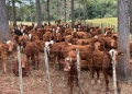 Impulsan un nuevo enfoque para controlar la garrapata bovina