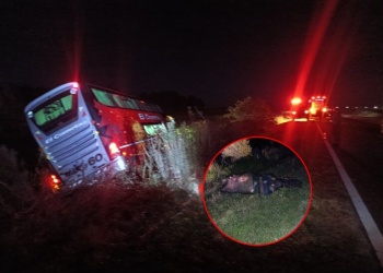 Un colectivo que viajaba hacia Misiones chocó contra un búfalo en Corrientes y terminó en la banquina