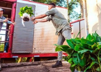 Biofábrica Misiones despachó 60.000 plantines de banano a Salta