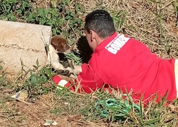 Bomberos rescatan a un cachorro de un desagüe y a un tucán de una vivienda
