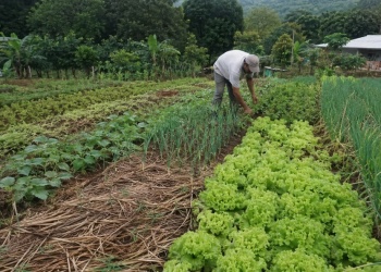 Cómo combatir las malezas de la huerta sin utilizar químicos