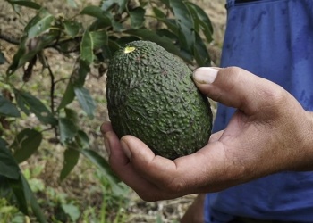 Impulsan un proyecto para el uso de abejas nativas en cultivos de palta Hass en Misiones