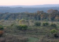 Advierten que los pastizales del sur de Misiones pierden terreno
