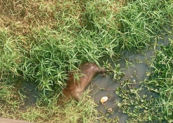 Hallaron un carpincho muerto a la vera del arroyo Zaimán y realizarán una necropsia