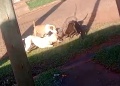 Pitbulls mataron a un perro en la calle y generan pánico en vecinos