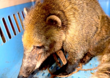 Rescataron a un coatí que tenía una soga atada al cuello