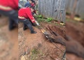 Bomberos rescataron a un caballo que cayó en una excavación de dos metros en Posadas