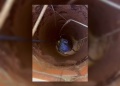 Rescataron a una perra que cayó a un pozo de más de 20 metros en Eldorado
