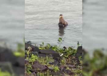 Video: lobito de río fue filmado mientras comía un pez en la costanera de Posadas