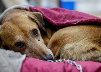 Cómo proteger a perros y gatos durante los días de frío extremo