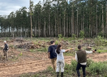 Tribunal internacional consideró “ecocidio” al avance de los monocultivos en Corrientes