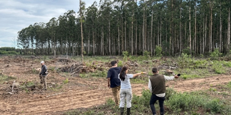 NO SON BOSQUES. El fallo remarcó que los monocultivos no reproducen la biodiversidad ni las funciones biológicas.