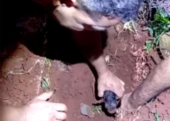 Rescataron a un cachorro recién nacido atrapado en una alcantarilla