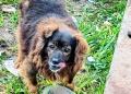 Localizaron a ocho adoptantes de los perros entregados por el municipio de Guaraní