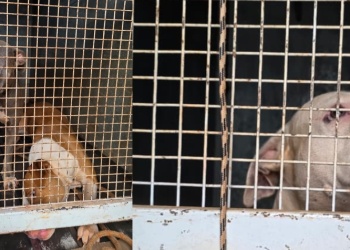 Tras ataques denunciados en Itaembé Miní, pitbulls quedaron bajo custodia del IMUSA