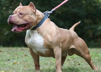 Sancionan ley para regular la tenencia  de perros potencialmente peligrosos