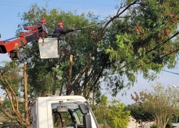Establecen un plan de poda para el mantenimiento de líneas eléctricas