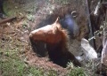 Rescataron a un potrillo que cayó en un pozo con agua en Posadas