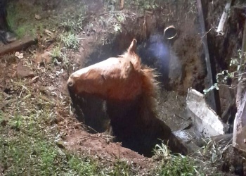 Rescataron a un potrillo que cayó en un pozo con agua en Posadas