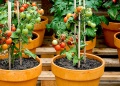 Técnicas para producir tomate cherry en pequeñas macetas