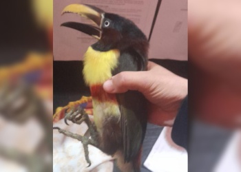 Rescataron un tucán herido y será rehabilitado para volver a su hábitat