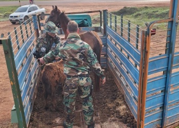 Rescataron una yegua y su potranca de la ruta y ahora investigan un presunto caso de maltrato animal